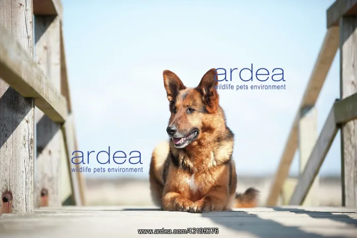 : German Shepherd lying on a bridge : German Shepherd lying on a bridge