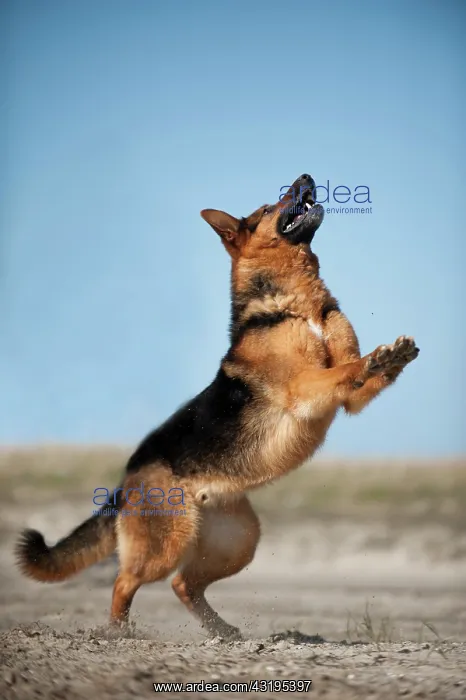 : German Shepherd, playing : German Shepherd, playing