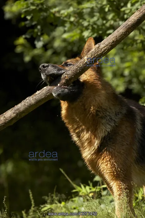 : German Shepherd playing with a branch : German Shepherd playing with a branch