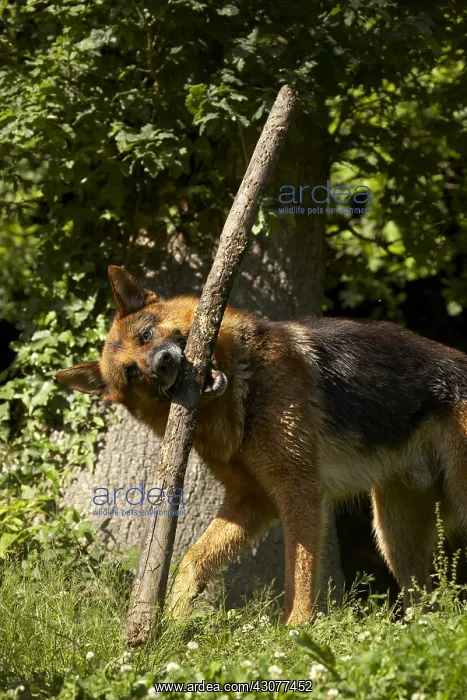 : German Shepherd playing with a branch : German Shepherd playing with a branch