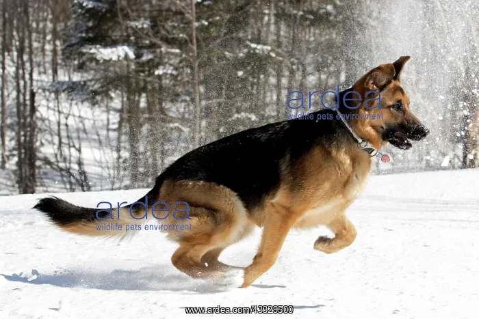 : German shepherd playing with snow : German shepherd playing with snow