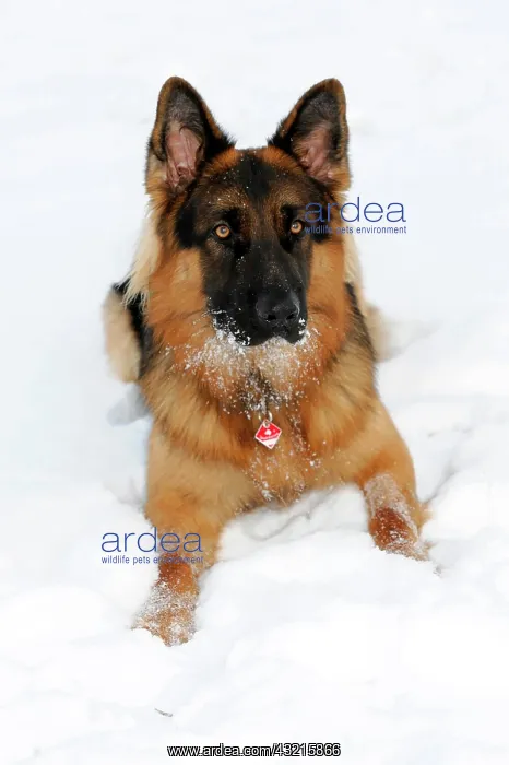 : German Shepherd, portrait, Spraitbach, Schwcbisch : German Shepherd, portrait, Spraitbach, Schwcbisch