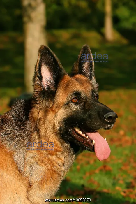 : German Shepherd pulling the tongue France : German Shepherd pulling the tongue France