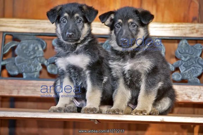 : German Shepherd Puppies, few week old, sitting together : German Shepherd Puppies, few week old, sitting together