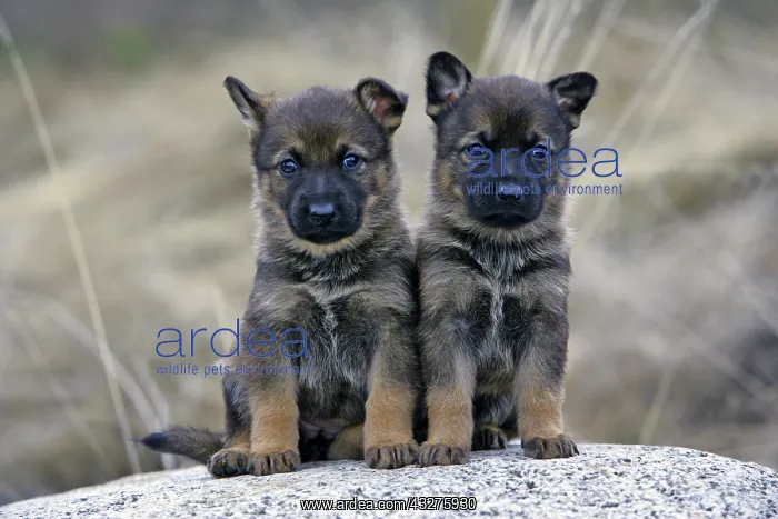 : Two German Shepherd Puppies four weeks old, sitting : Two German Shepherd Puppies four weeks old, sitting