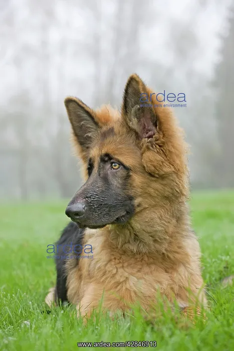  : German Shepherd - puppy