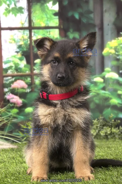  : German Shepherd puppy outdoors