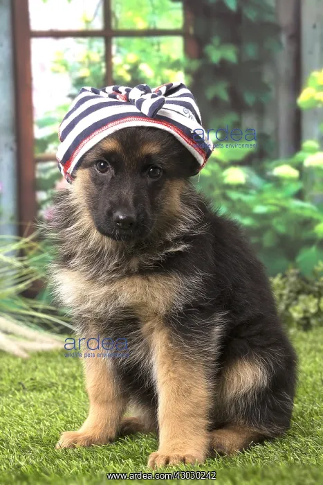  : German Shepherd puppy outdoors