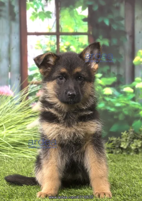  : German Shepherd puppy outdoors