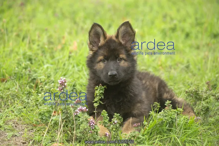  : German Shepherd puppy outdoors