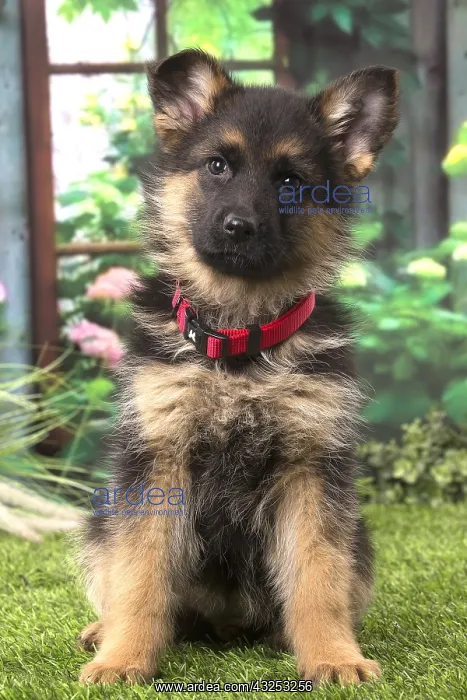  : German Shepherd puppy outdoors
