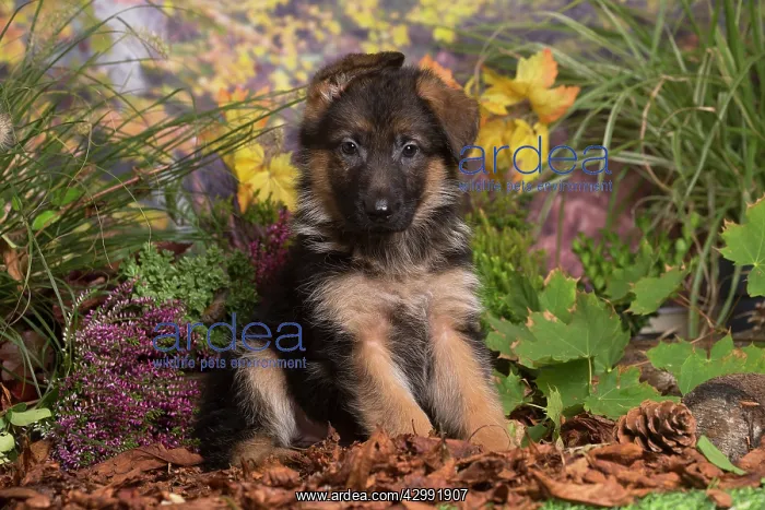 : German Shepherd puppy outdoors in Autumn : German Shepherd puppy outdoors in Autumn