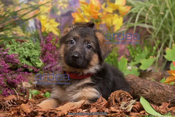 : German Shepherd puppy outdoors in Autumn : German Shepherd puppy outdoors in Autumn