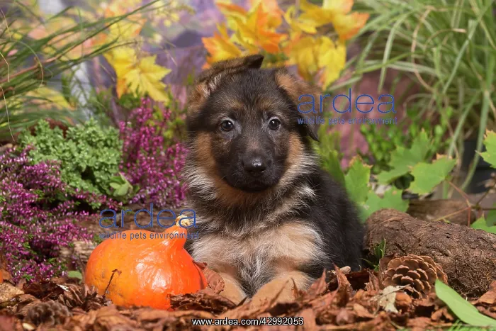 : German Shepherd puppy outdoors in Autumn : German Shepherd puppy outdoors in Autumn