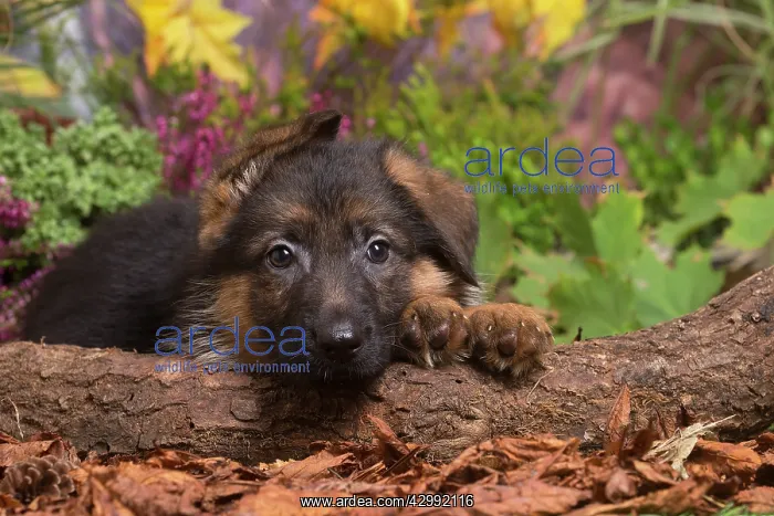 : German Shepherd puppy outdoors in Autumn : German Shepherd puppy outdoors in Autumn