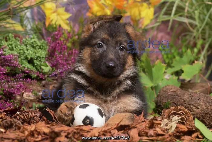 : German Shepherd puppy outdoors in Autumn : German Shepherd puppy outdoors in Autumn