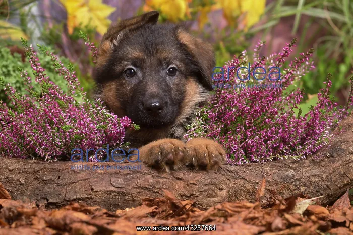: German Shepherd puppy outdoors in Autumn : German Shepherd puppy outdoors in Autumn