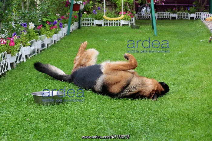 : German Shepherd rolling on the lawn in a garden : German Shepherd rolling on the lawn in a garden