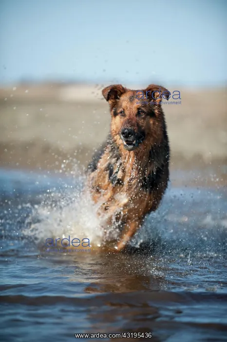 : German Shepherd running through the water : German Shepherd running through the water