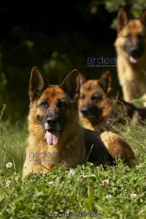 : German Shepherds in the grass : German Shepherds in the grass