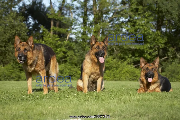 : German Shepherds on lawn : German Shepherds on lawn
