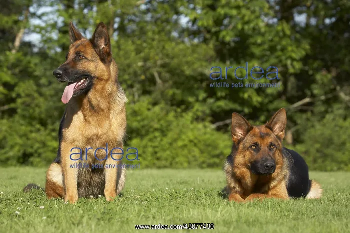 : Two German Shepherds on lawn : Two German Shepherds on lawn