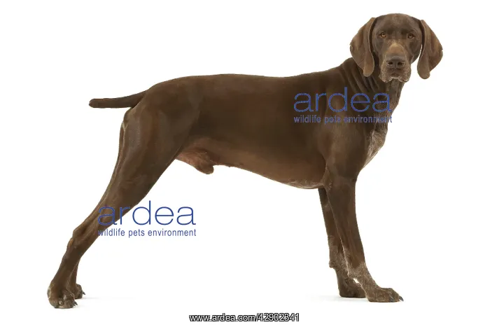  : German short-haired pointer