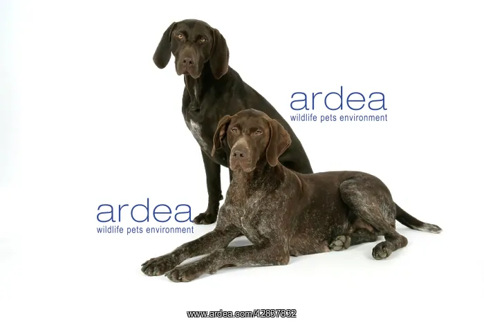  : German short-haired pointer  /  Braque allemand