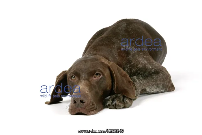  : German short-haired pointer  /  Braque allemand