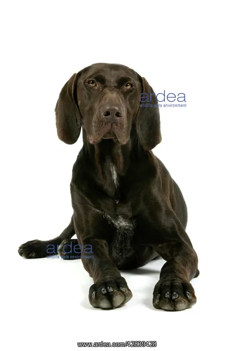  : German short-haired pointer  /  braque allemand