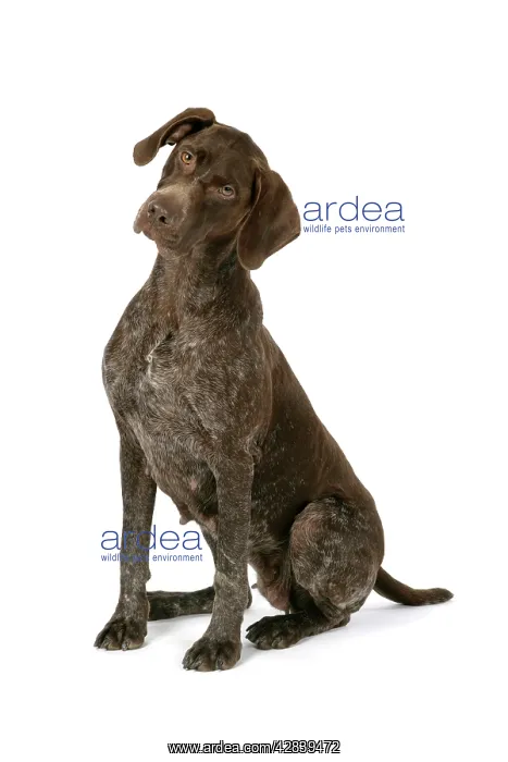  : German short-haired pointer  /  Braque allemand