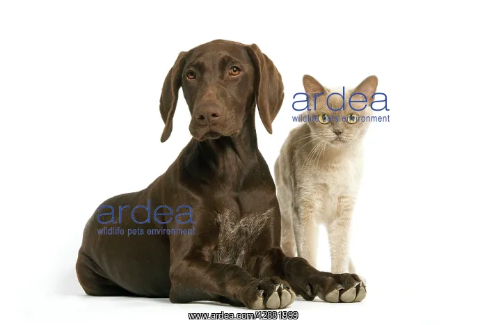 : German short-haired pointer / braque allemand - : German short-haired pointer / braque allemand -