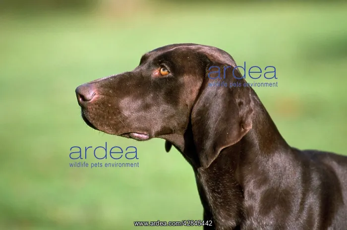 : German Short-haired Pointer Dog : German Short-haired Pointer Dog