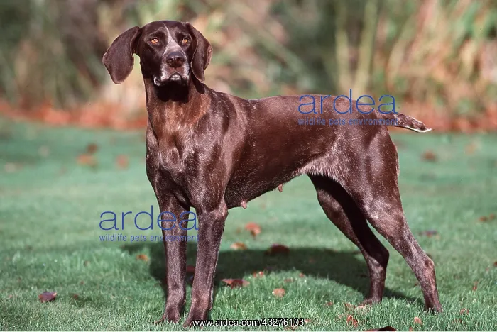 : GERMAN SHORT-HAIRED POINTER DOG : GERMAN SHORT-HAIRED POINTER DOG
