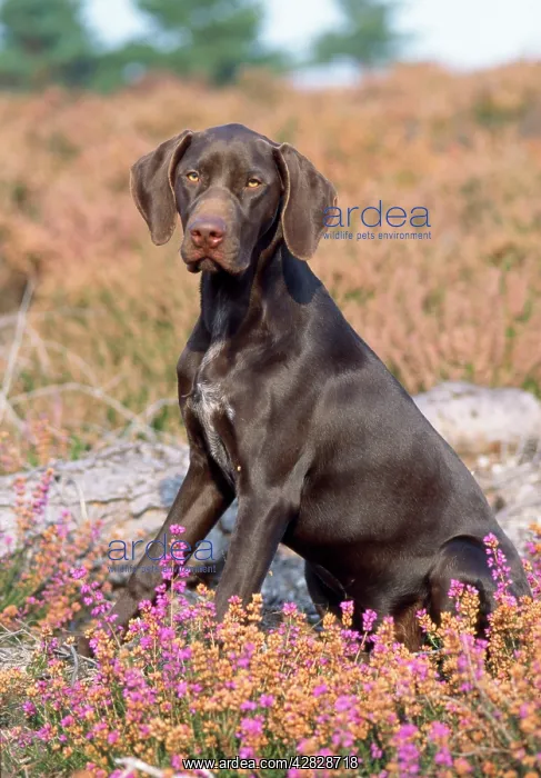  : German Short-haired Pointer Dog - puppy in heather