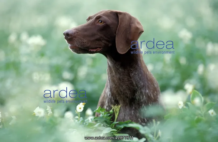 : German Short-haired Pointer Dog - Sitting amidst flowers : German Short-haired Pointer Dog - Sitting amidst flowers