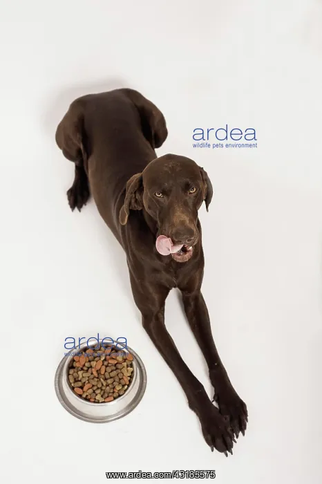 : German Shorthair Pointer lying in front of a bowl : German Shorthair Pointer lying in front of a bowl