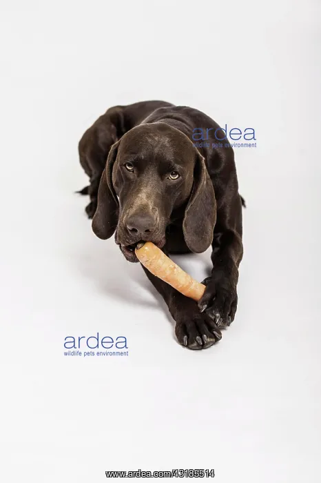 : German Shorthaired Pointer chewing a carrot : German Shorthaired Pointer chewing a carrot