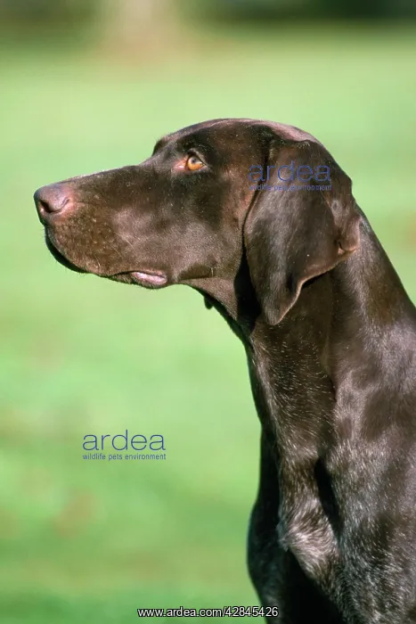 : German Shorthaired Pointer Dog : German Shorthaired Pointer Dog