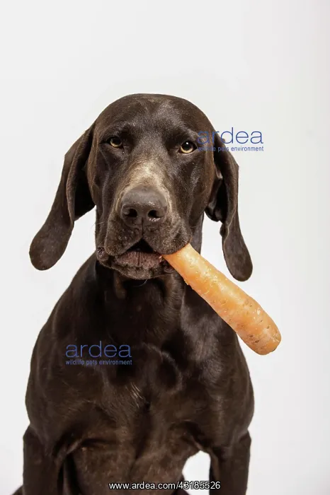 : German Shorthaired Pointer retrieving a carrot : German Shorthaired Pointer retrieving a carrot