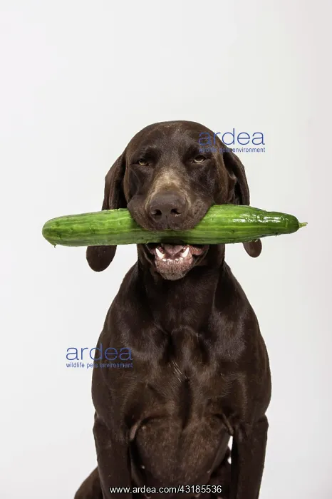 : German Shorthaired Pointer retrieving a cucumber : German Shorthaired Pointer retrieving a cucumber