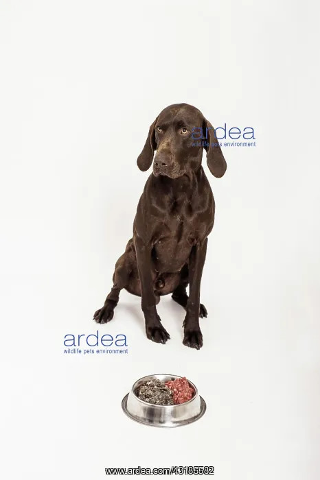 : German Shorthaired Pointer sitting in front of a : German Shorthaired Pointer sitting in front of a