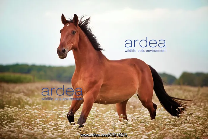 : German Warmblood, Brown with markings, gelding trotting : German Warmblood, Brown with markings, gelding trotting