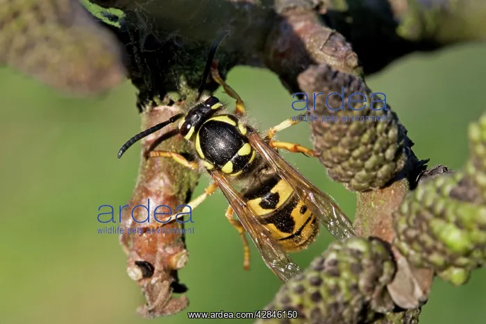 : German Wasp - queen : German Wasp - queen