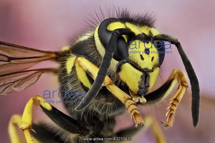 : The German wasp has typical wasp colours of blac : The German wasp has typical wasp colours of blac