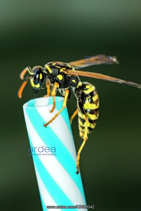 : German wasp (Vespula germanica) on drinking straw : German wasp (Vespula germanica) on drinking straw