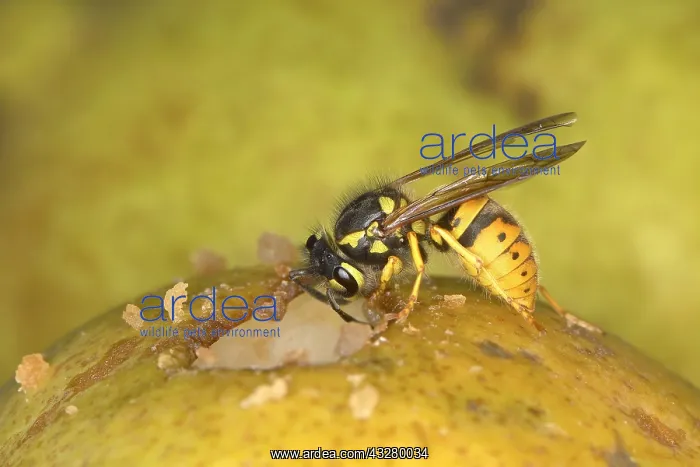 : German wasp (Vespula germanica) eating on a pear : German wasp (Vespula germanica) eating on a pear