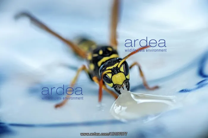 : German wasp (Vespula germanica) eats at a drop of : German wasp (Vespula germanica) eats at a drop of