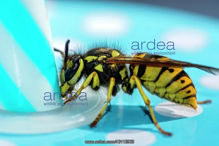 : German wasp (Vespula germanica) examines a lemonade : German wasp (Vespula germanica) examines a lemonade