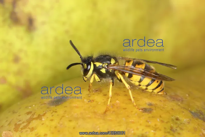 : German wasp (Vespula germanica) on a pear, Germany : German wasp (Vespula germanica) on a pear, Germany